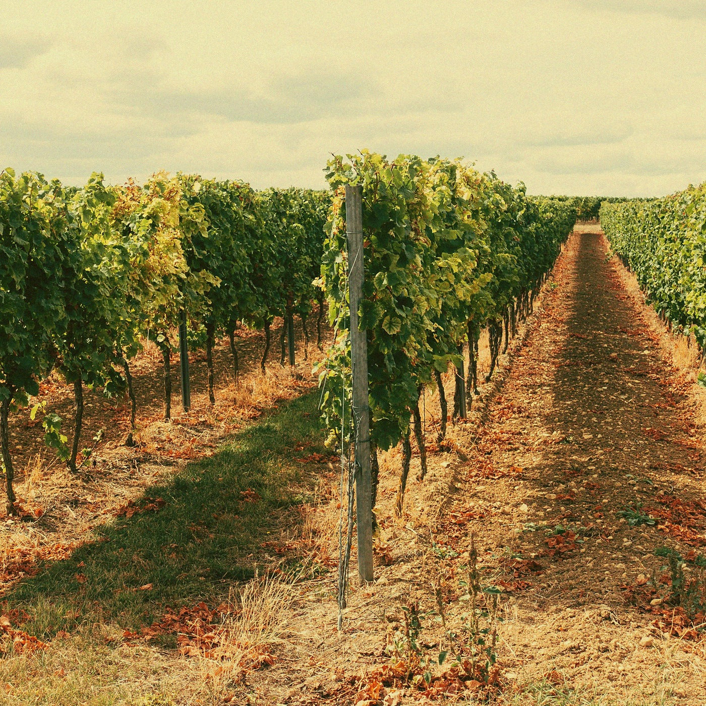 Chardonnay Skin Contact · Haloze