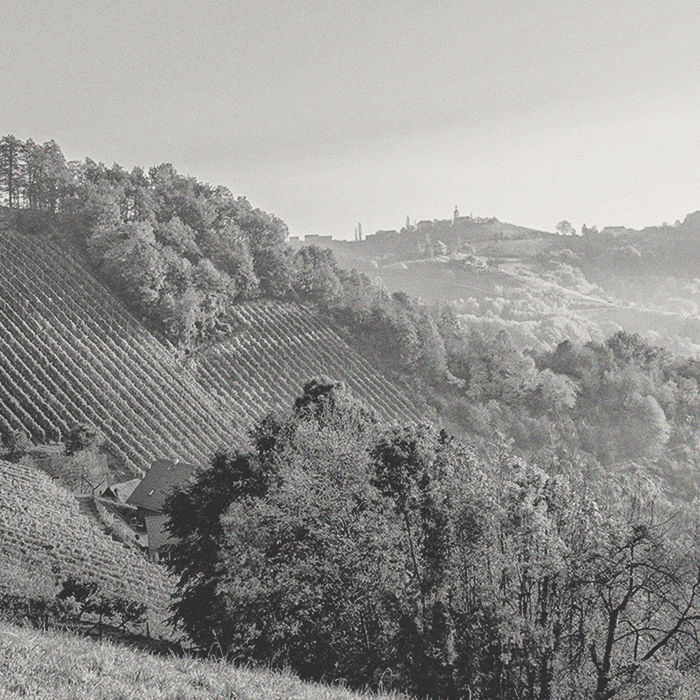 Weingut Wohlmuth - Riesling Ried Dr. Wunsch