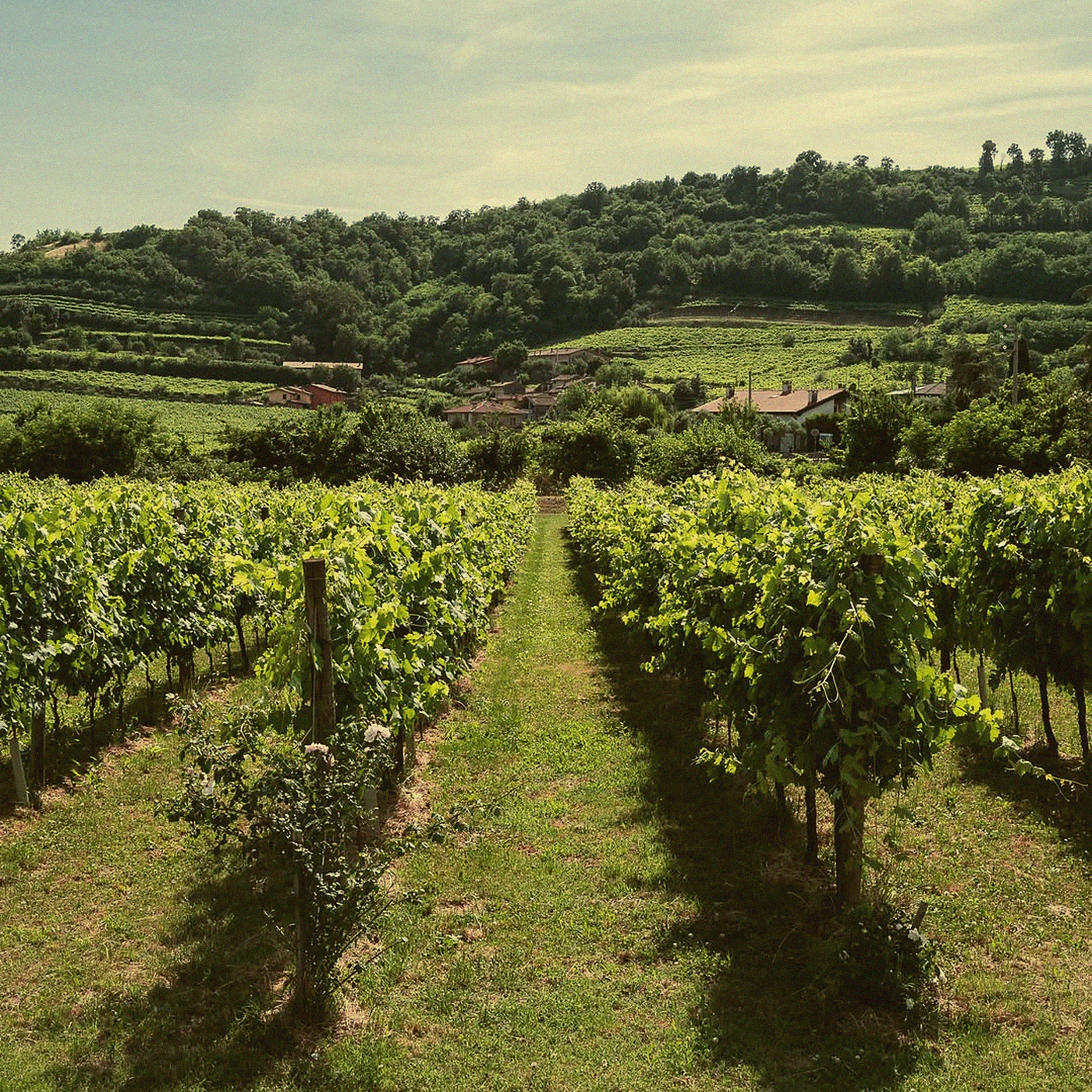 Merlot Cuvée · Venetien