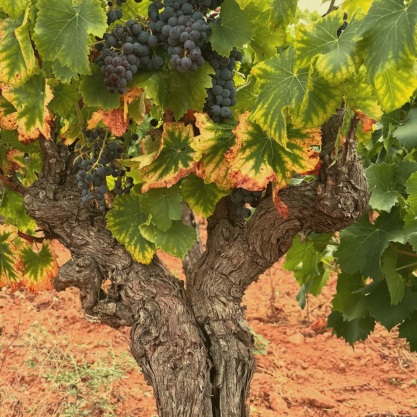 Roussanne Barrel-Aged · Languedoc