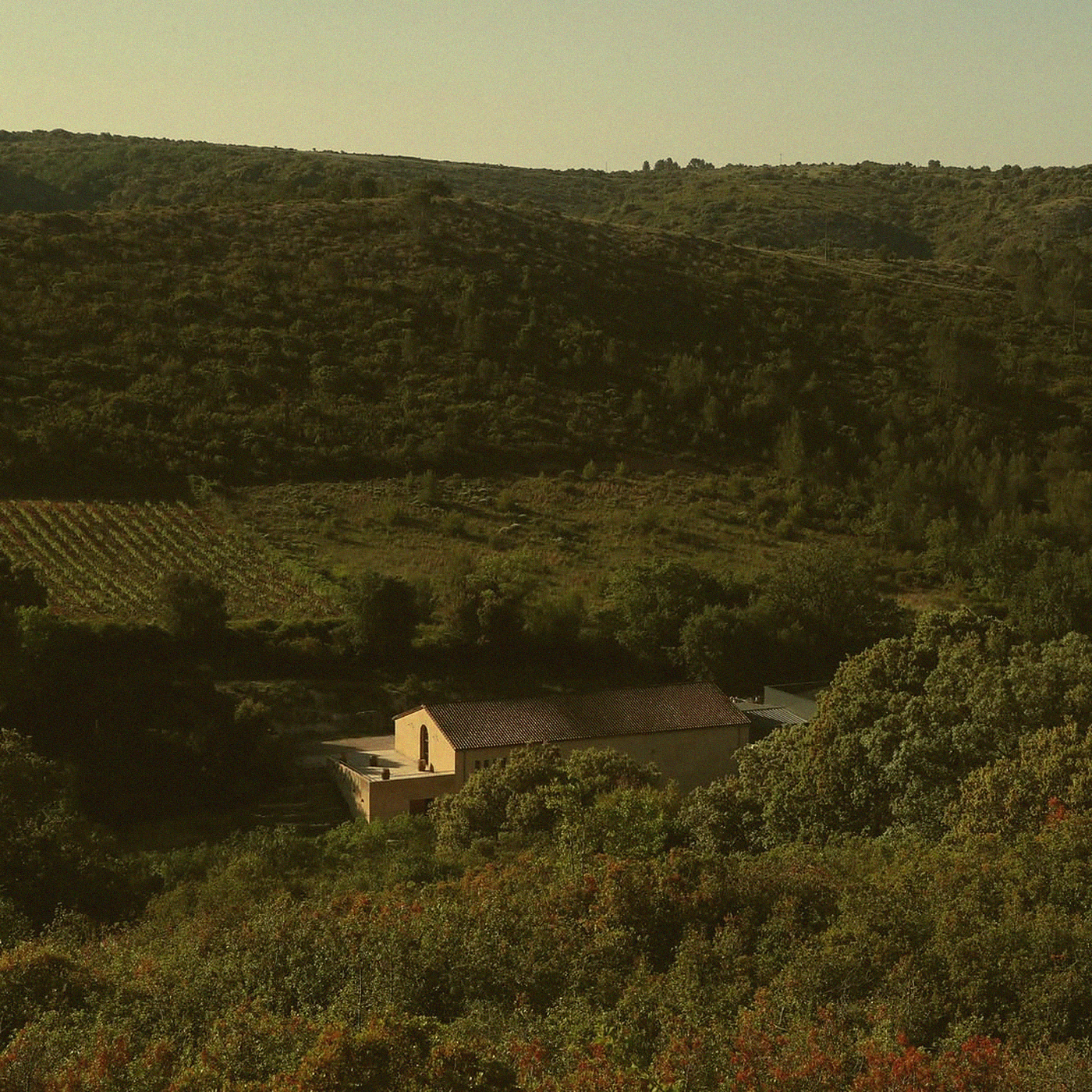 Roussanne Barrel-Aged · Languedoc