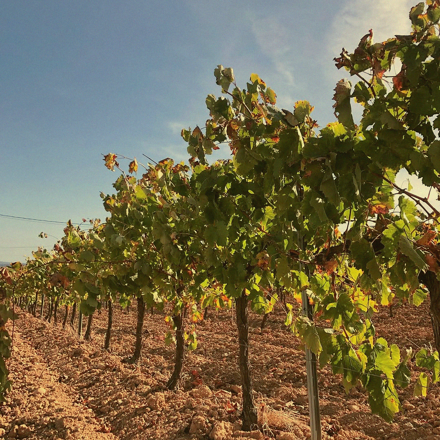 Xarel·lo Organic · Penedès