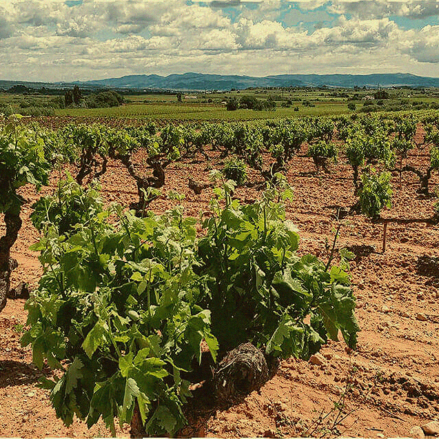 Xarel·lo Organic · Penedès