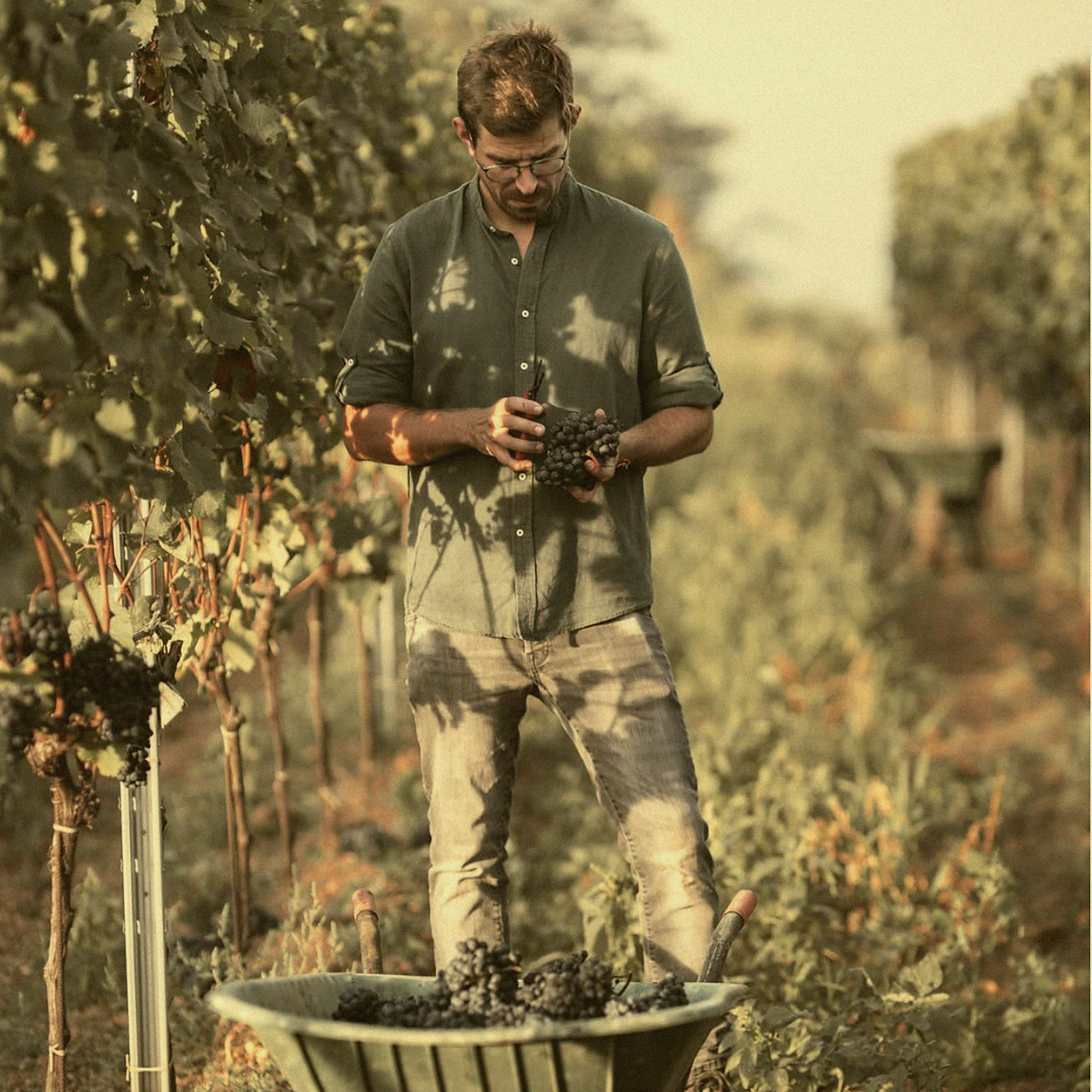 Zweigelt Cuvée · Burgenland