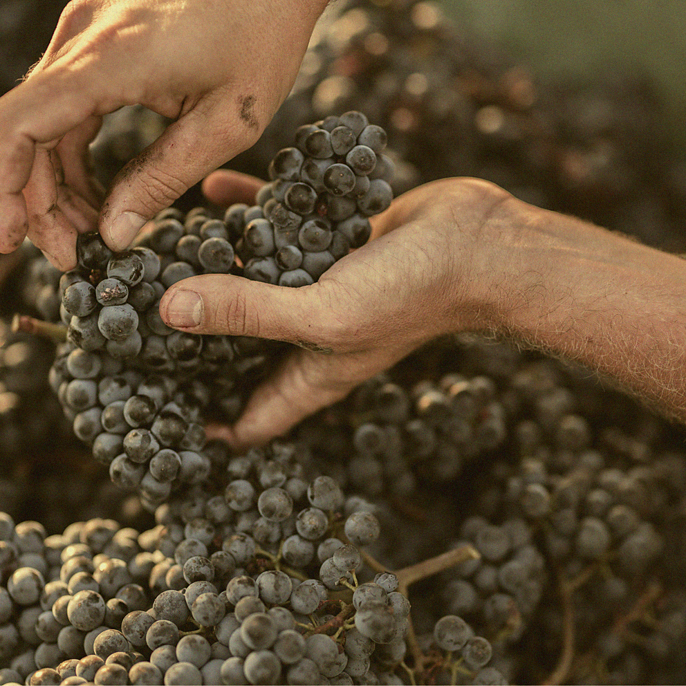 Zweigelt Cuvée · Burgenland