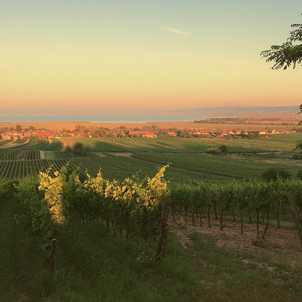 Zweigelt Cuvée · Burgenland