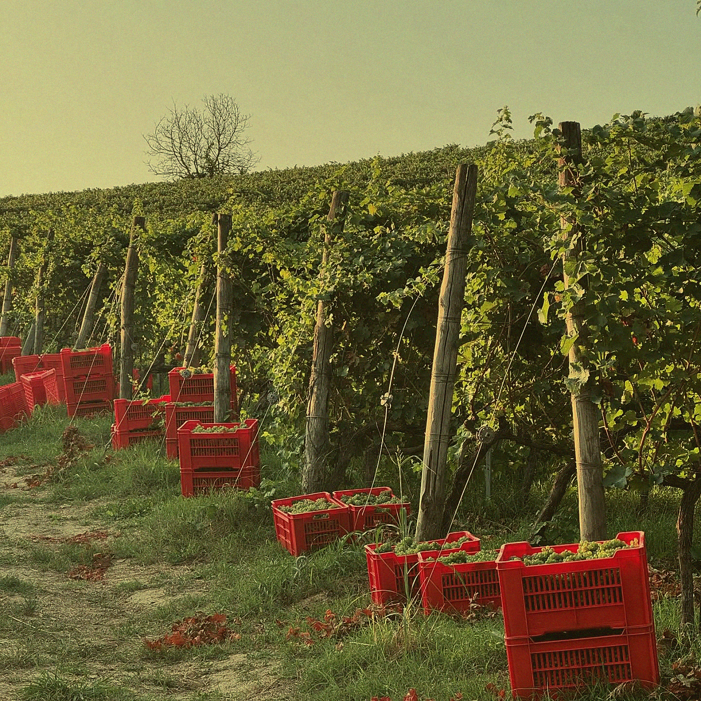 Barbera Edelstahl · Asti