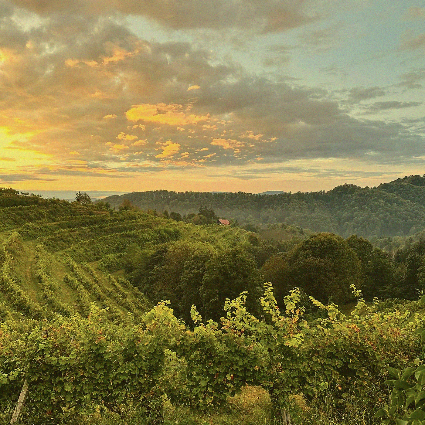 Chardonnay Blend · Haloze