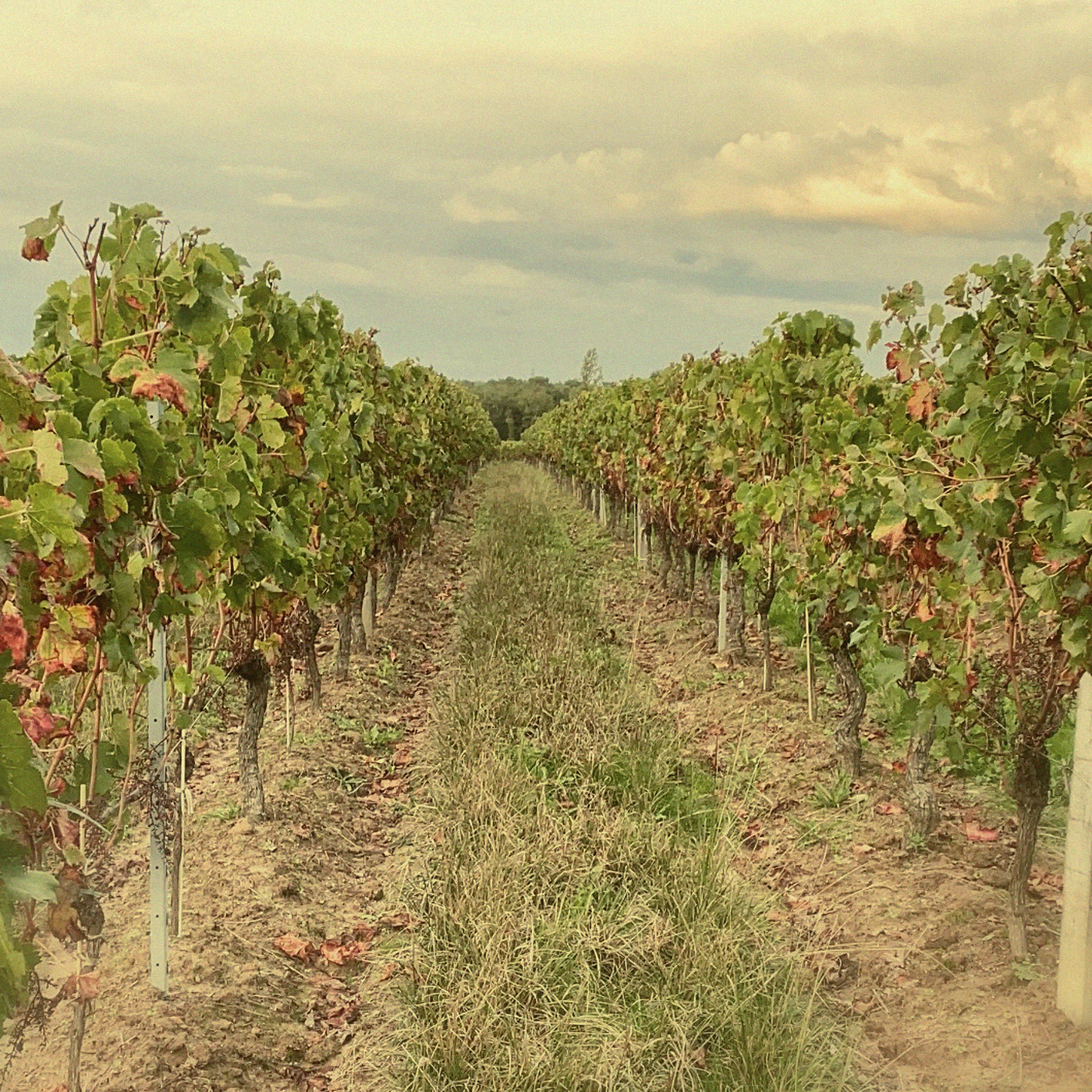 Merlot Micro-Cuvée · Bordeaux