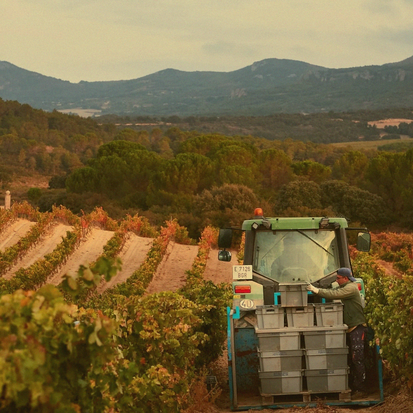 Tempranillo Old Vines · Rioja