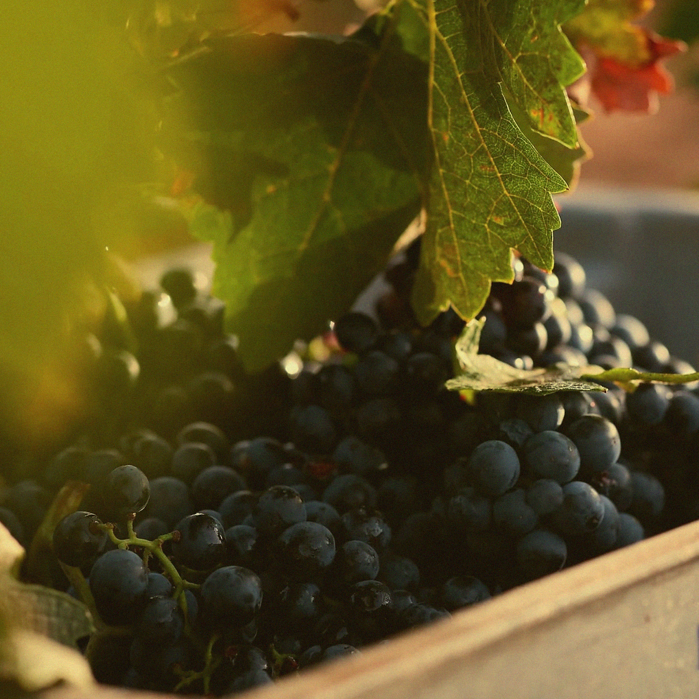 Tempranillo Old Vines · Rioja