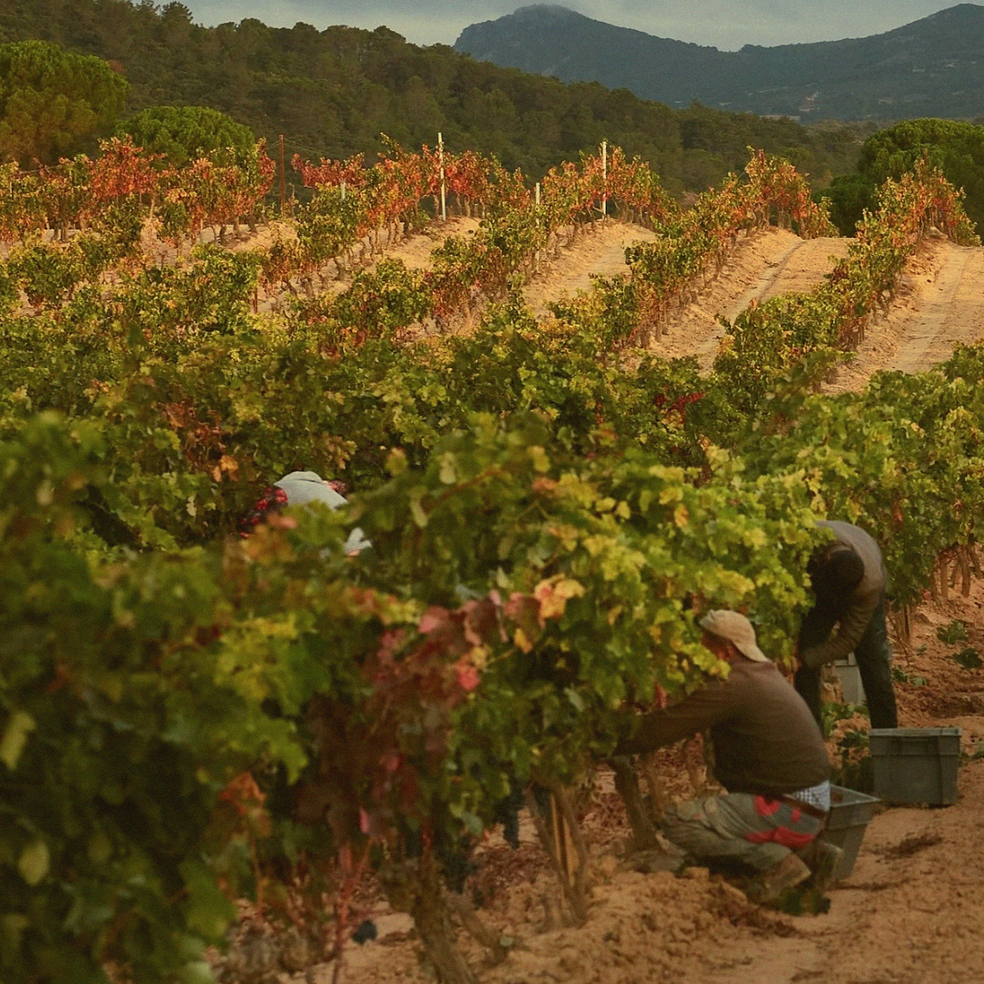 Tempranillo Old Vines · Rioja