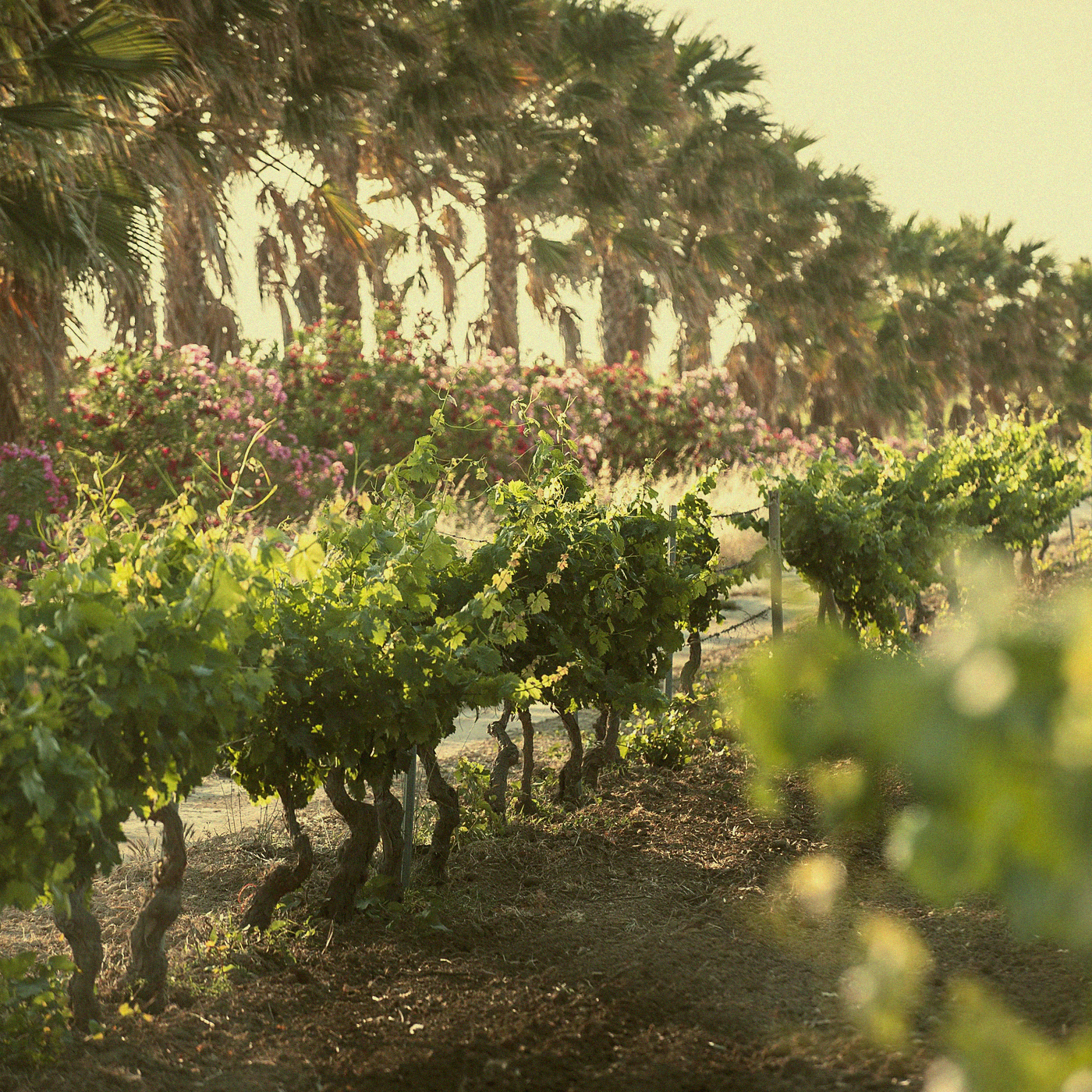 Red Blend Oak-Aged · Terre Siciliane