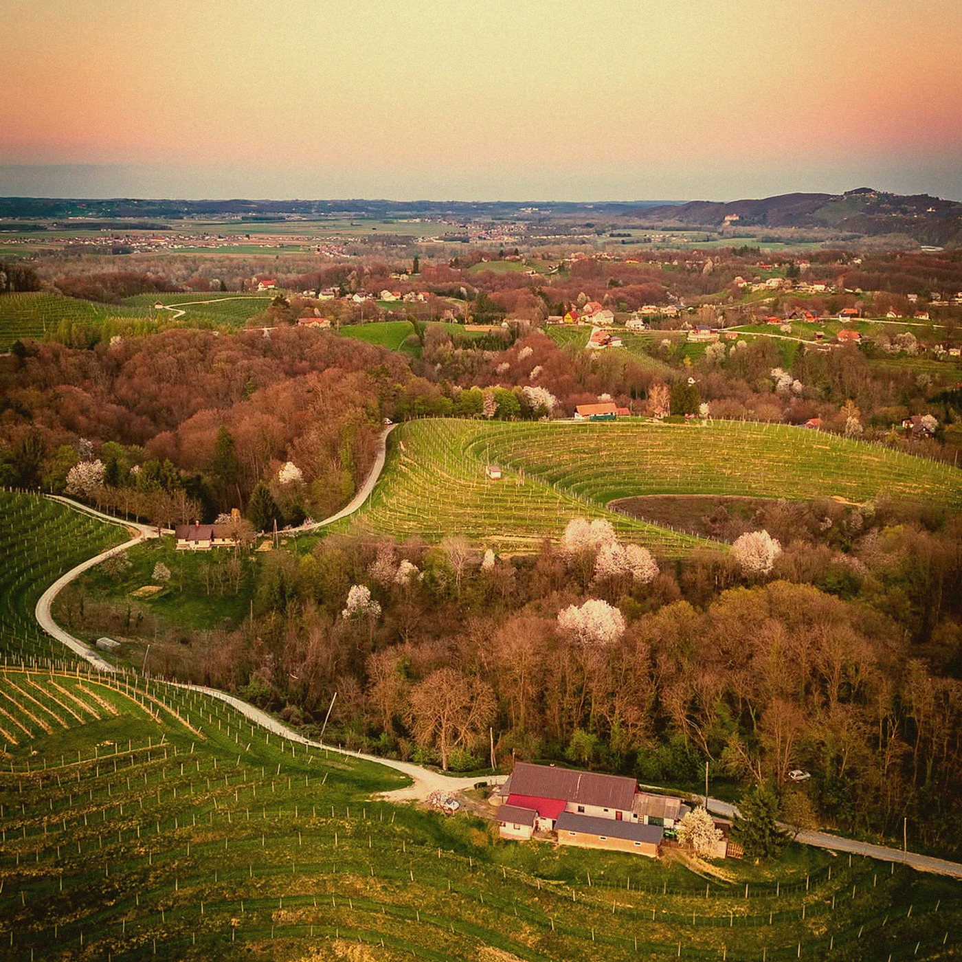 Chardonnay Skin Contact · Haloze