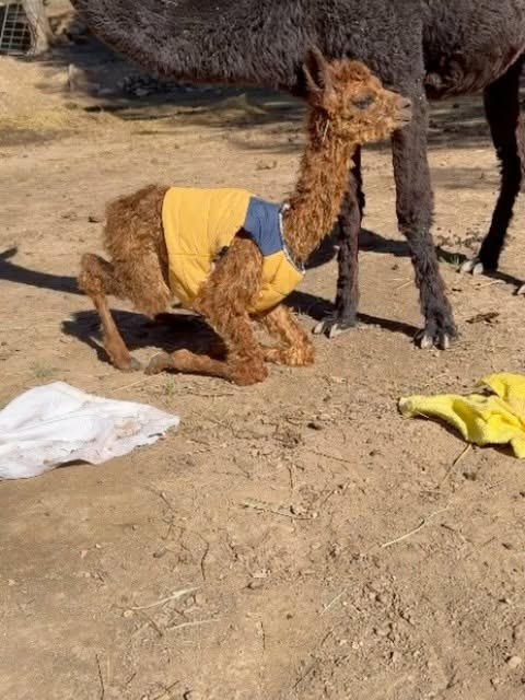 Ein Suri-Alpaka bei Can Marlès, aus dem offiziellen Instagram des Weinguts