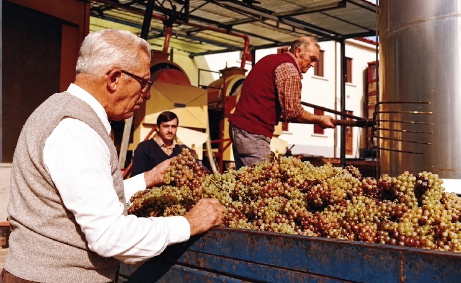 Cavazza-Weinlese, restauriertes Archivfoto
