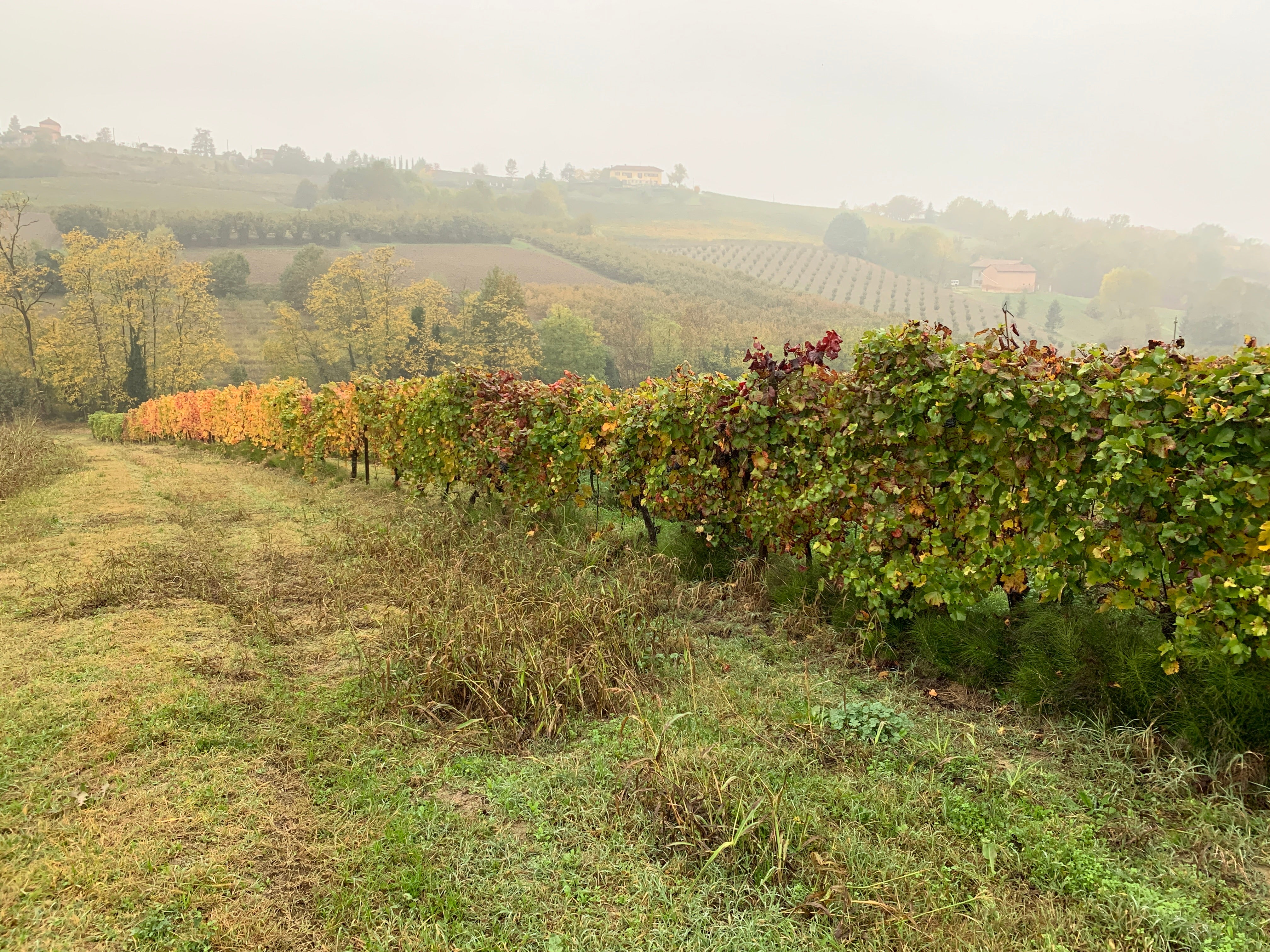Herbstliche Weinberge von iDivini in Isola d’Asti
