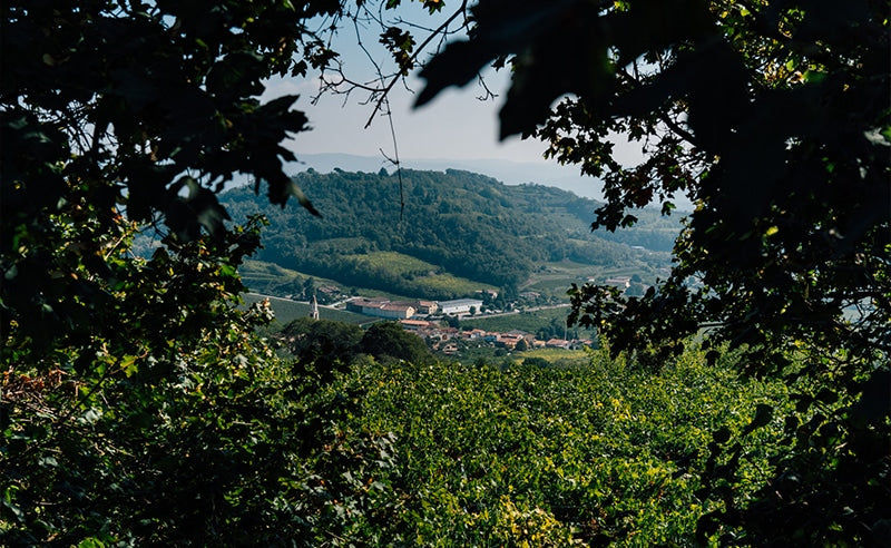 Cavazza-Weinberge
