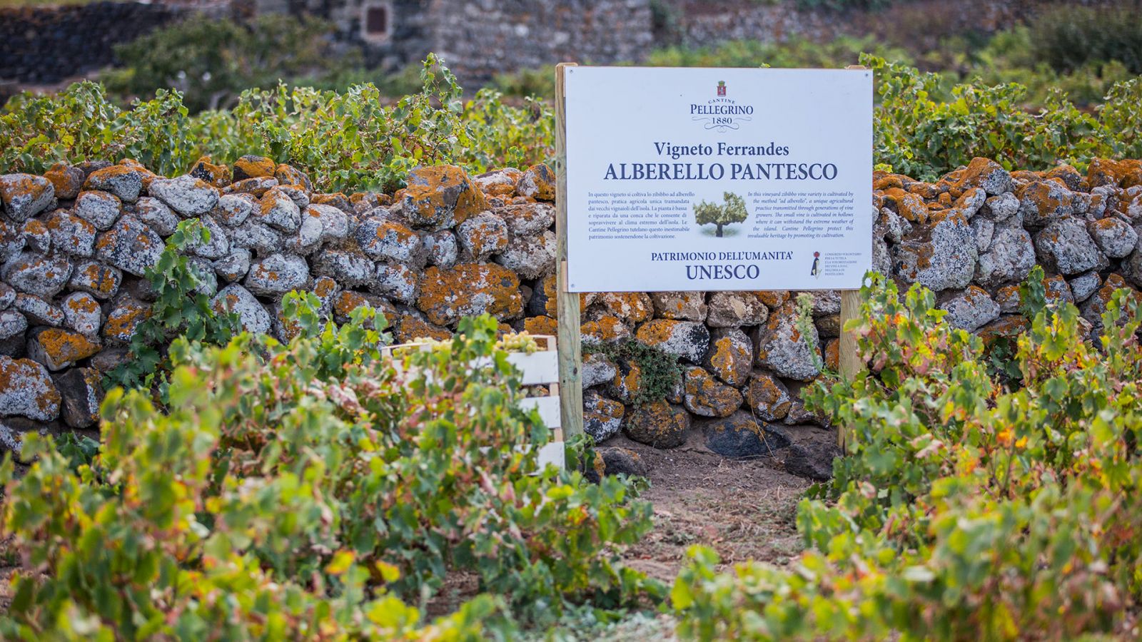 Alberello-Weinberg auf Pantelleria