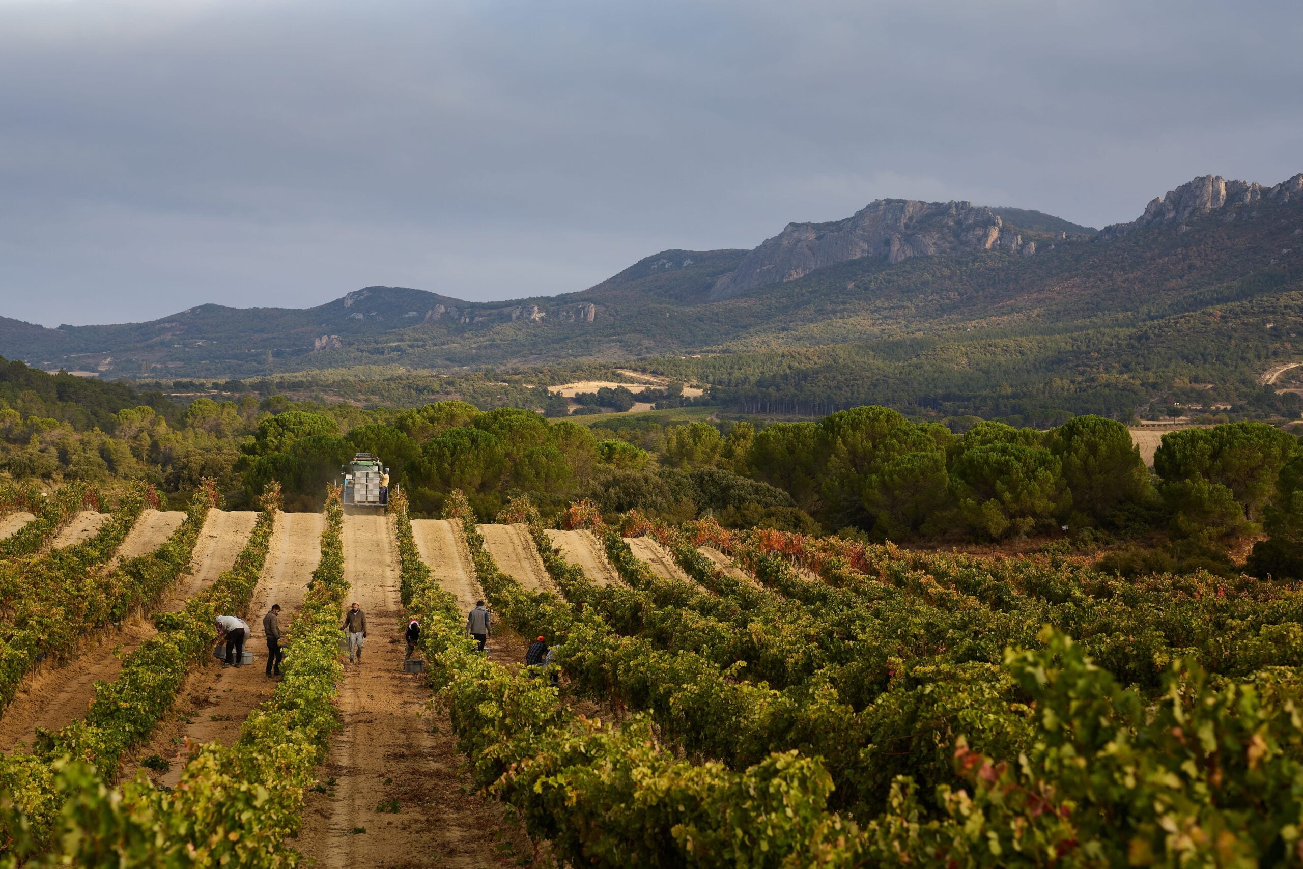 Puente-del-EA-Weinberg in Rioja Alta