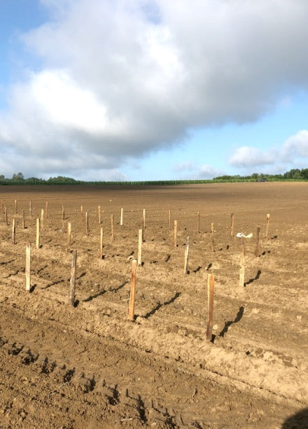 Vignobles Lassagne soils