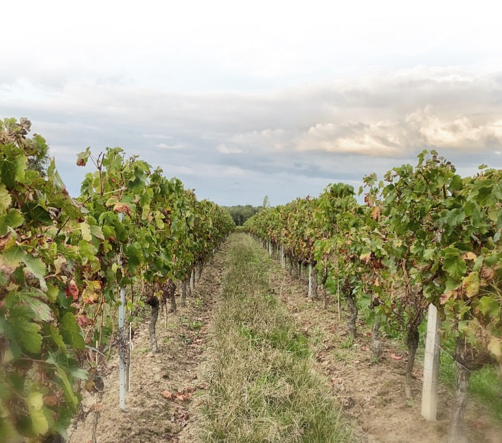 Vignobles Lassagne terroir