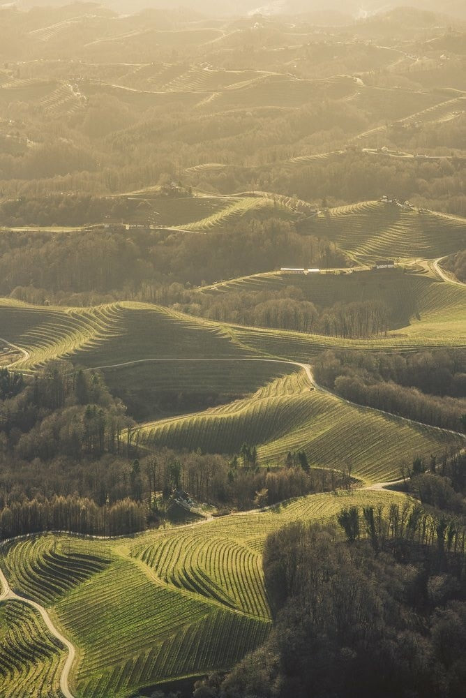 Haloze vineyard landscape
